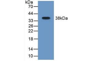 Western blot analysis of recombinant Mouse MAOB. (Monoamine Oxidase B anticorps  (AA 206-505))