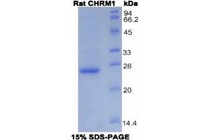 SDS-PAGE analysis of Rat CHRM1 Protein. (CHRM1 Protéine)