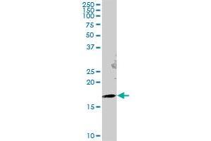 GEMIN6 MaxPab polyclonal antibody.