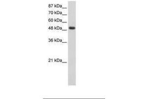 Image no. 1 for anti-RNA Binding Motif, Single Stranded Interacting Protein 1 (RBMS1) (AA 211-260) antibody (ABIN203113)