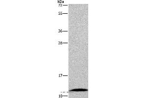 Western blot analysis of Mouse small intestine tissue, using FABP6 Polyclonal Antibody at dilution of 1:550 (FABP6 anticorps)