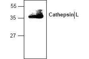 Image no. 1 for anti-Cathepsin L1 (CTSL1) antibody (ABIN127049) (Cathepsin L anticorps)