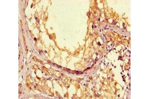 Immunohistochemistry of paraffin-embedded human testis tissue using ABIN7166656 at dilution of 1:100 (LPAL2 anticorps  (AA 52-124))