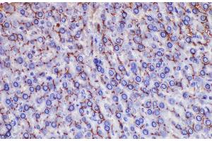 Immunohistochemistry of paraffin-embedded Rat liver using Ceacam1 Polycloanl Antibody at dilution of 1:200 (CEACAM1 anticorps)