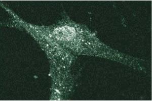 Immunofluorescent staining of Human Fibroblasts with anti-Cadherin-5 antibody. (Cadherin 5 anticorps  (AA 26-194))