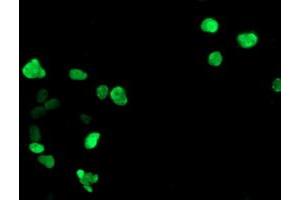 Immunofluorescence (IF) image for anti-General Transcription Factor IIF, Polypeptide 1, 74kDa (GTF2F1) antibody (ABIN1500596) (GTF2F1 anticorps)