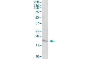 TAC1 MaxPab rabbit polyclonal antibody. (TAC1 anticorps  (AA 1-129))