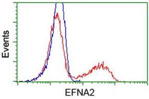 HEK293T cells transfected with either RC213728 overexpress plasmid (Red) or empty vector control plasmid (Blue) were immunostained by anti-EFNA2 antibody (ABIN2452972), and then analyzed by flow cytometry. (Ephrin A2 anticorps)