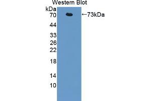 Western blot analysis of the recombinant protein. (LIPF anticorps  (AA 20-398))