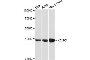 Western blot analysis of extracts of various cell lines, using KCNK1 antibody (ABIN6290540) at 1:3000 dilution. (KCNK1 anticorps)