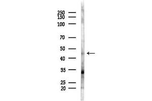 Western blot analysis of lysates from COLO205 cells(heat-shock,45 min treatment), using SERPIN Antibody at 1/1000 dilution.