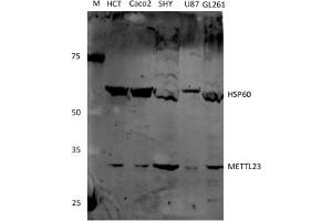 anti-Methyltransferase Like 23 (METTL23) antibody