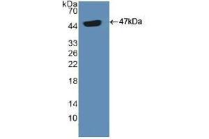 Western blot analysis of recombinant Human ADCYAP1. (PACAP anticorps  (AA 17-176))