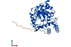 AlphaFold protein structure predicition of Human Recombinant SULT1C4 Protein, UniprotID O75897