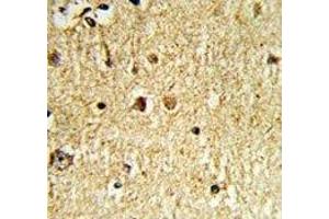 IHC analysis of FFPE human brain tissue with Olig3 antibody