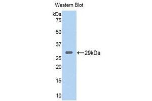 Western Blotting (WB) image for anti-Tryptase beta 2 (TPSB2) (AA 35-275) antibody (ABIN1176185) (TPSB2 anticorps  (AA 35-275))