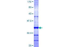 Image no. 1 for Tetraspanin 1 (TSPAN1) (AA 110-211) protein (GST tag) (ABIN1323924)