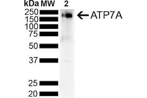 Western Blot analysis of Rat Liver showing detection of ~180 kDa Copper Transporting ATPase 1 protein using Mouse Anti-Copper Transporting ATPase 1 Monoclonal Antibody, Clone S60-4 (ABIN1027714). (ATP7A anticorps  (AA 42-61))