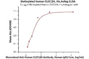 Immobilized Biotinylated Human CLEC12A, His,Avitag (ABIN6973031) at 1 μg/mL (100 μL/well) on streptavidin  precoated (0.