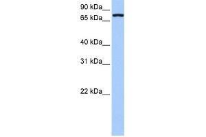 WB Suggested Anti-NLGN4X Antibody Titration:  0. (Neuroligin 4 anticorps  (Middle Region))