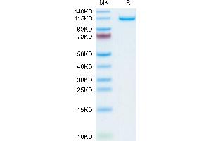 Human Neuropilin-2 on Tris-Bis PAGE under reduced condition.