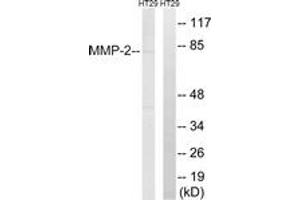 Western blot analysis of extracts from HT-29 cells, using MMP-2 Antibody. (MMP2 anticorps  (AA 611-660))