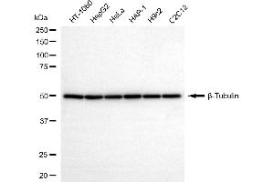 Western blotting analysis using β-Tubulin antibody (ABIN7800667).