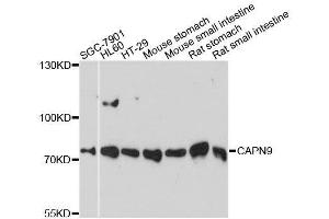 Western blot analysis of extracts of various cell lines, using CAPN9 antibody. (Calpain 9 anticorps  (AA 391-690))