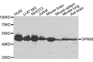 Western blot analysis of extracts of various cell lines, using GPR68 antibody (ABIN5975117) at 1/1000 dilution. (GPR68 anticorps)