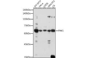 Western blot analysis of extracts of various cell lines, using P antibody  at 1:1000 dilution. (PAK1 anticorps  (AA 1-240))