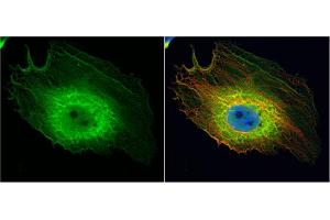 ICC/IF Image ENO1 antibody [N3C3] detects ENO1 protein at cytoplasm by immunofluorescent analysis.