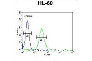 Flow cytometric analysis of HL-60 cells (right histogram) compared to a negative control cell (left histogram).