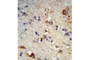 Formalin-fixed and paraffin-embedded human brain tissue reacted with EXT2 Antibody (Center) followed which was peroxidase-conjugated to the secondary antibody, followed by DAB staining. (EXT2 anticorps  (Middle Region))