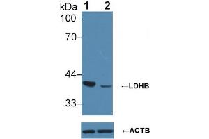 Western blot analysis of (1) Wild-type Jurkat cell lysate, and (2) LDHB knockout Jurkat cell lysate, using Rabbit Anti-Human LDHB Antibody (1 µg/ml) and HRP-conjugated Goat Anti-Mouse antibody (abx400001, 0. (LDHB anticorps  (AA 1-334))