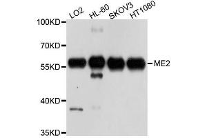 Western blot analysis of extracts of various cell lines, using ME2 antibody. (NAD-ME anticorps  (AA 220-479))
