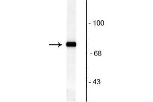 Western blot of rat brain lysate showing specific immunolabeling of the ~82 kDa rabphilin 3A phosphorylated at Ser234. (RPH3A anticorps  (pSer234))