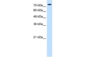 Western Blotting (WB) image for anti-Forkhead Box K1 (Foxk1) antibody (ABIN2463072) (Foxk1 anticorps)