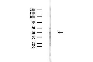 Western blot analysis of lysates from HUVEC cells(UV,30 min treatment), using RBM4 Antibody at 1/1000 dilution.