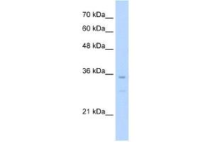 WB Suggested Anti-Bapx1 Antibody Titration:  0.