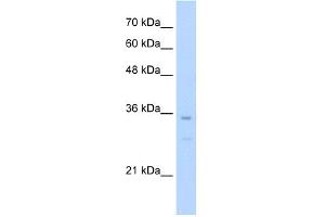 WB Suggested Anti-Bapx1 Antibody Titration:  0. (NKX3-2 anticorps  (N-Term))