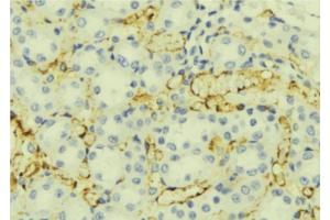 ABIN6276886 at 1/100 staining Mouse liver tissue by IHC-P. (ORM1 anticorps  (Internal Region))