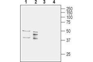 Western blot analysis of rat (lanes 1 and 3) and mouse (lanes 2 and 4) brain lysates: - 1,2.