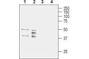 Western blot analysis of rat (lanes 1 and 3) and mouse (lanes 2 and 4) brain lysates: - 1,2. (AQP11 anticorps  (2nd Extracellular Loop))