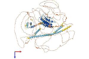 Bromodomain Containing 4 (BRD4) (AA 1-1362) protein (His tag)