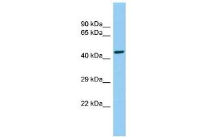 Host: Rabbit Target Name: CEP85L Sample Type: Hela Whole cell lysates Antibody Dilution: 1.