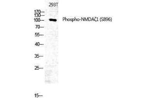 Western Blotting (WB) image for anti-Glutamate Receptor, Ionotropic, N-Methyl D-Aspartate 1 (GRIN1) (pSer896) antibody (ABIN3173254) (GRIN1/NMDAR1 anticorps  (pSer896))