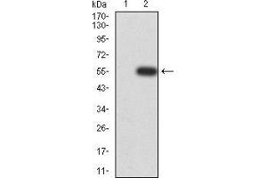 Western Blotting (WB) image for anti-MOB1, Mps One Binder Kinase Activator-Like 1B (MOBKL1B) (AA 1-216) antibody (ABIN5927486) (MOB1A anticorps  (AA 1-216))