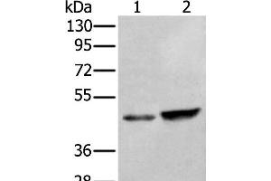 Western blot analysis of HUVEC and Hela cell lysates using ZNF24 Polyclonal Antibody at dilution of 1:350 (ZNF24 anticorps)