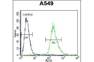 PRR19 Antibody (Center) (ABIN655775 and ABIN2845212) flow cytometric analysis of A549 cells (right histogram) compared to a negative control cell (left histogram). (PRR19 anticorps  (AA 208-236))