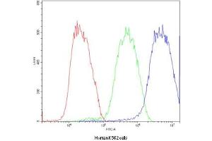 Flow cytometry testing of human K562 cells with ATF2 antibody at 1ug/10^6 cells (blocked with goat sera) (ATF2 anticorps  (AA 93-450))